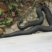 img_0001