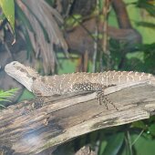 img_0009