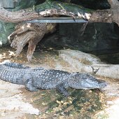 img_0011