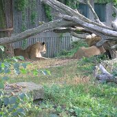 img_0001