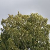 IMG_8099