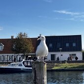 IMG_6970